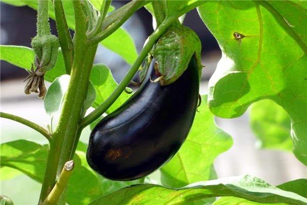 梦见茄子苗是什么意思（女人梦见茄子苗什么意思）