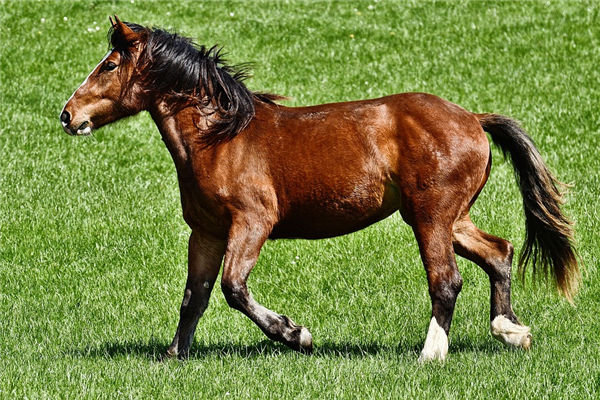 1978年属马的个性怎样样，78年属马的性格特点