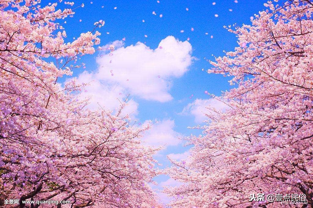 高风亮节代表什么生肖动物，高风亮节打一个动物