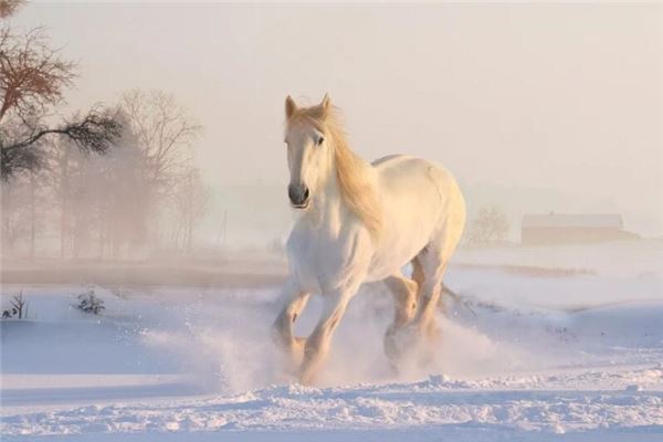 1990年属马2021年怎么样,1990年属马的姻缘 1990年属马2021年怎么样,1990年属马的姻缘