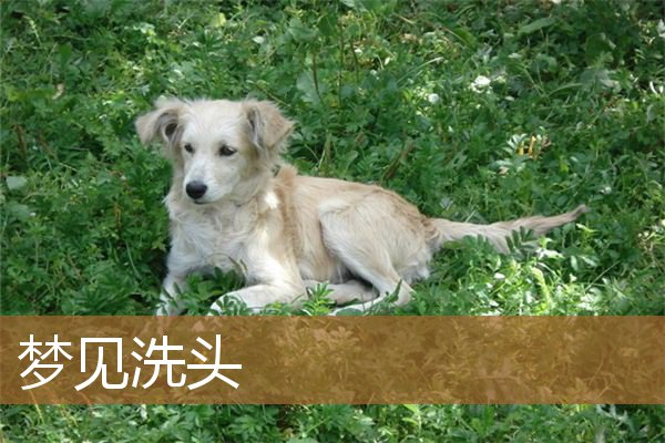 梦见洗头发是什么意思（男人梦见洗头发预兆）