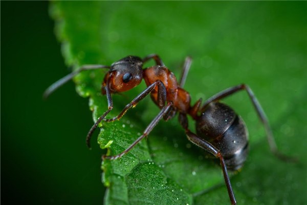 梦见小蚂蚁啥意思周公解梦(梦见密密麻麻的小蚂蚁)