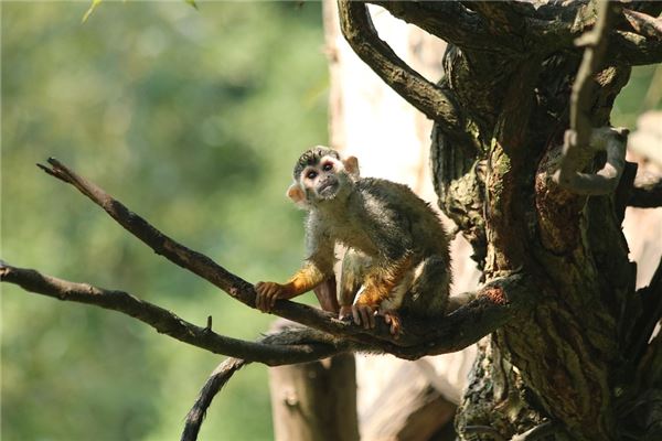 2016年属猴什么时辰好，2016属猴忌讳几月出生