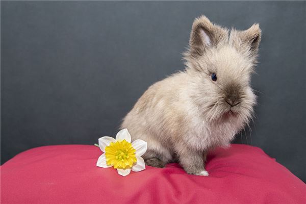 99年生人五行是什么命，1999五行属什么年命是什么