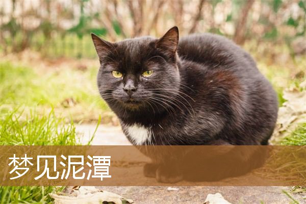 梦见泥潭里行走（梦见自己双脚陷入泥潭）