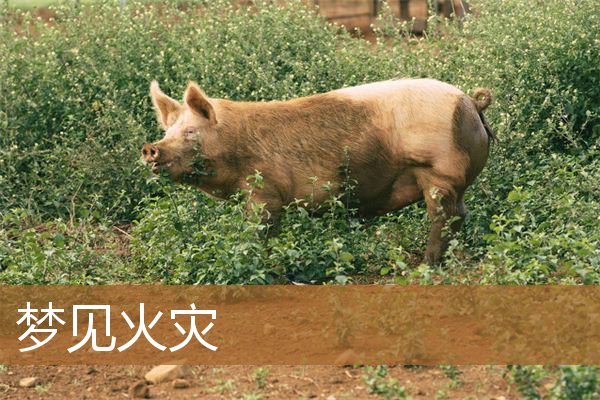 梦见火灾是什么意思（梦到火灾但是却平安无事）