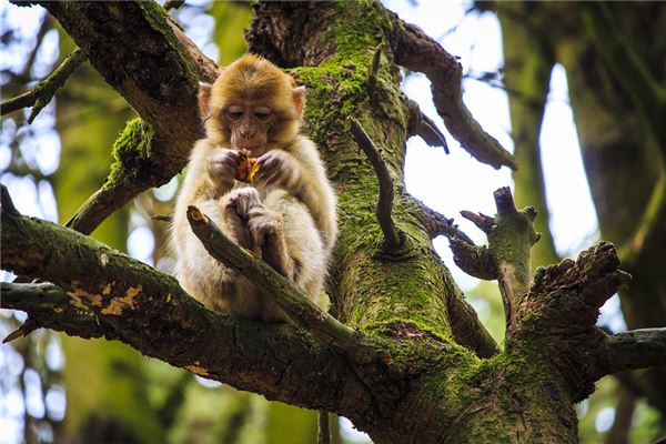 1980年属猴哪个月最好，1980属猴几月命苦