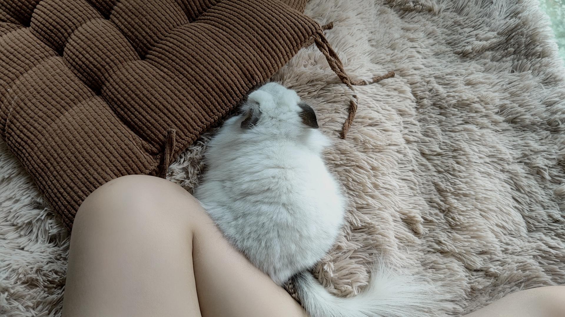 龙猫属于什么科动物怕热吗，为什么不建议养龙猫