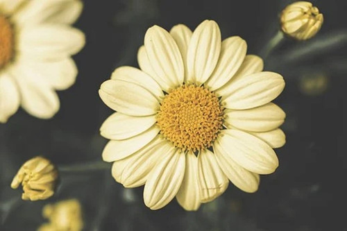 狮子座2021年适合买房吗（狮子座很看重金钱吗）