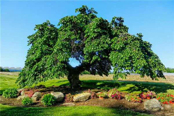 梦见偷树是什么兆头啊（梦见偷别人的树木）