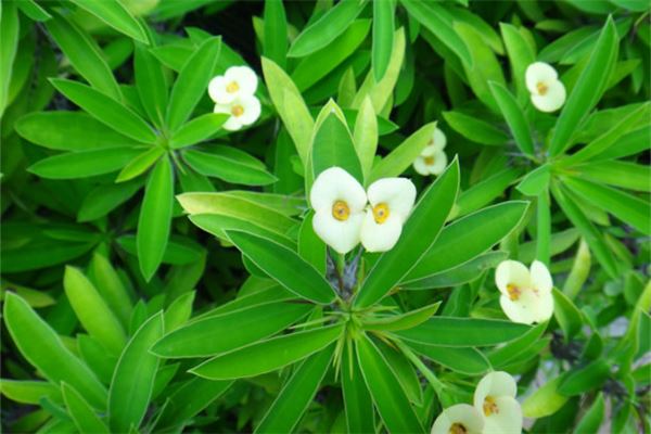 养什么植物催财旺运最好,最旺财的植物 养什么植物催财旺运最好,最旺财的植物