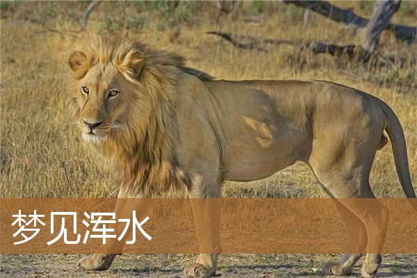 梦见浑水是什么意思（男人梦见浑水是什么预兆）