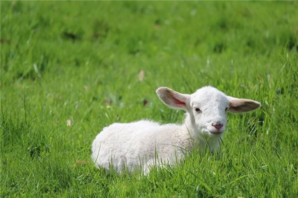 2003年几月出生最好命，2003年出生的女孩命运