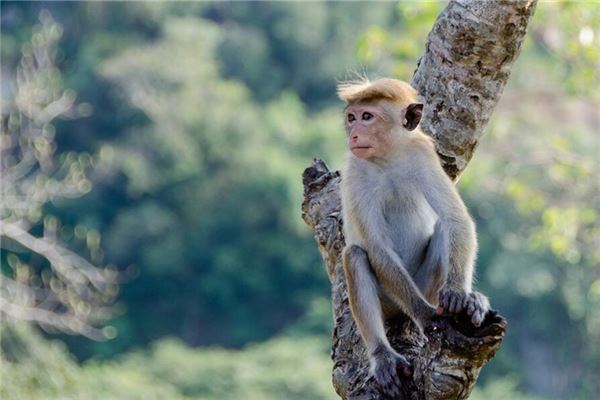 1980年的财运如何，1980年属猴的财运