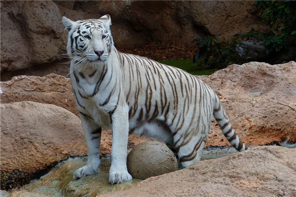 1986年35岁属什么，亥时出生的人都不一般