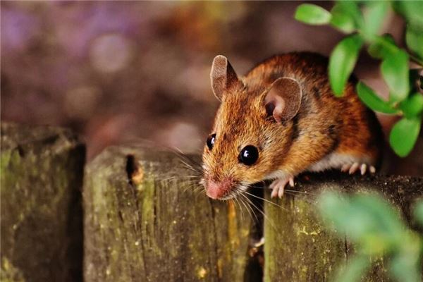 八四年的人性格财运怎么样,1984年一生财运如何 八四年的人性格财运怎么样,1984年一生财运如何