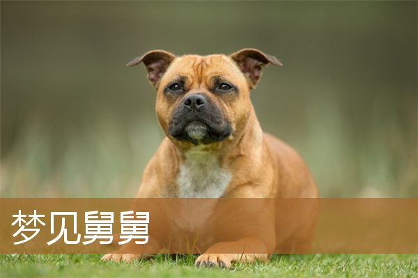 梦见舅舅死了是什么意思（男人梦见舅舅是预兆什么）