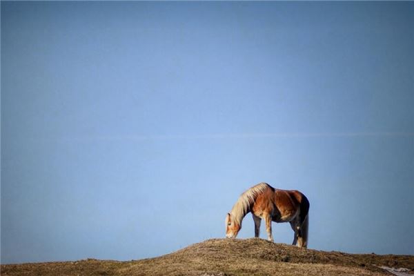 属马是哪年出生的，2022属马年龄查询表