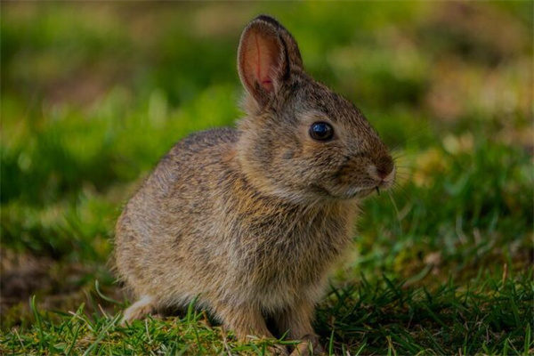 梦见兔肉有什么征兆（梦到兔子肉是什么征兆）