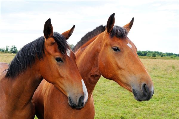 三月份的马性格，三月属马的男人命好不好