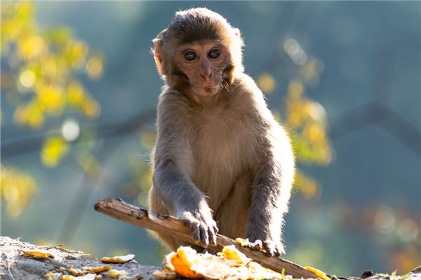 属猴男的性格和爱情观分析，属猴的男人性功能怎么样