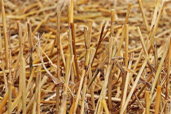 梦见秸秆是啥预兆周公解梦（梦见麦秸秆是什么意思）