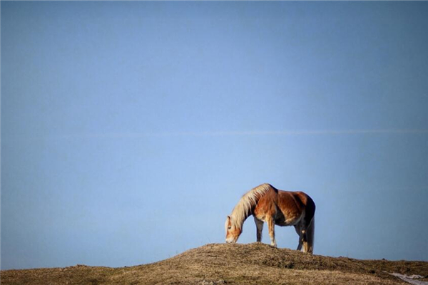 属马的农历几号出生好命,属马生于农历几日最好 属马的农历几号出生好命,属马生于农历几日最好