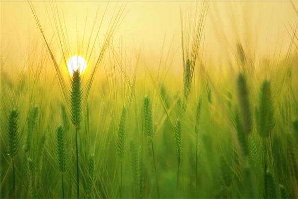 梦见浇小麦有什么意思吗（梦见浇小麦遍地是水）