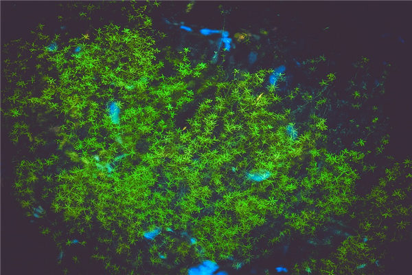 梦见水草茂盛（梦见水里有绿色的水草）