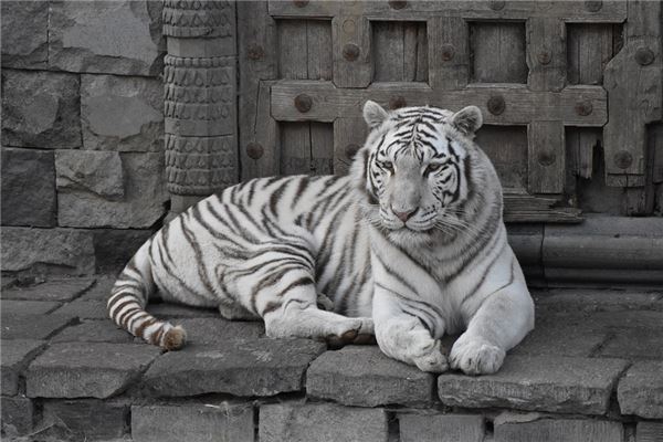 2022年属虎的是什么命,2010属虎几月出生最旺 2022年属虎的是什么命,2010属虎几月出生最旺