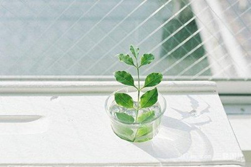 射手的情劫是什么星座的（什么星座能毁掉白羊座）