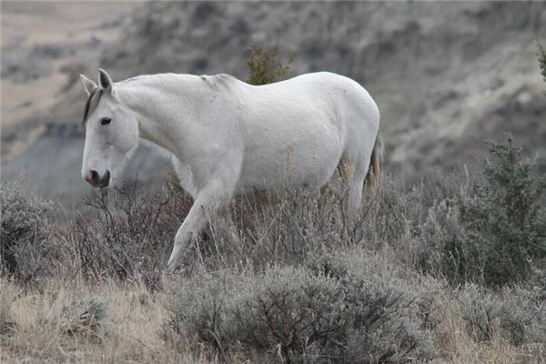 9月出生的马性格特点男，九月的马为什么不好