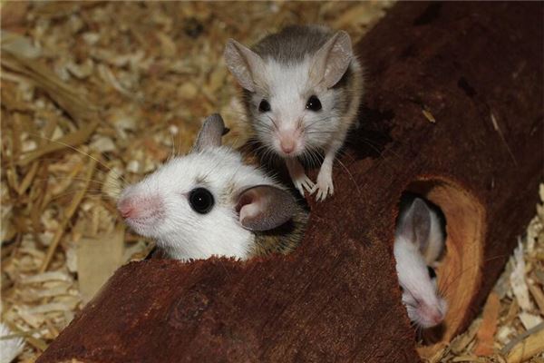 2020年生人几月份最好，4号人和几号人最配