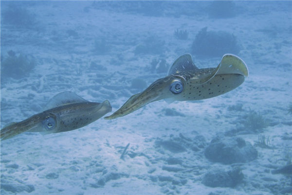 梦见乌贼鱼是什么征兆（梦见墨鱼喷墨汁）