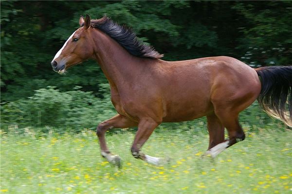 90年男马的姻缘如何样，90年男马的婚姻劫难