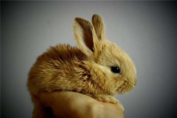 男兔酉时出生的婚姻幸福吗（酉时是什么命）