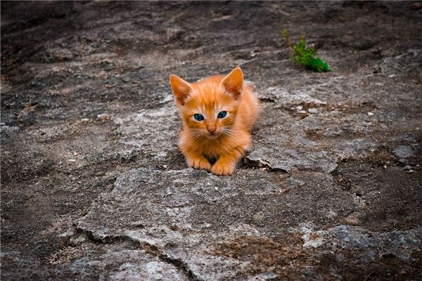 梦见猫死了是什么意思（梦见猫死亡代表什么）