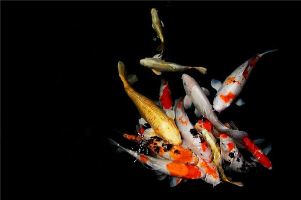 梦见受伤的鱼是什么征兆（梦见一条鱼受伤还活着）