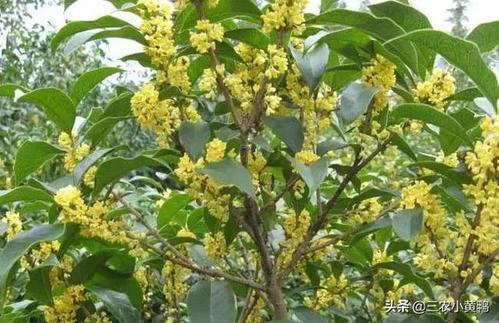 金蟾的寓意是什么，金蟾和12生肖哪个好