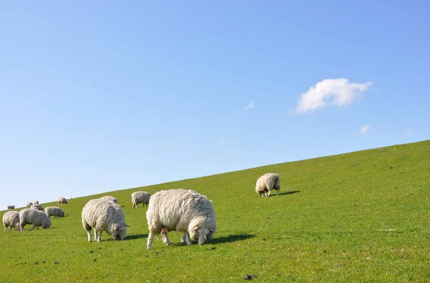 79年的羊8月出生好不好,79年农历八月的羊命运 79年的羊8月出生好不好,79年农历八月的羊命运