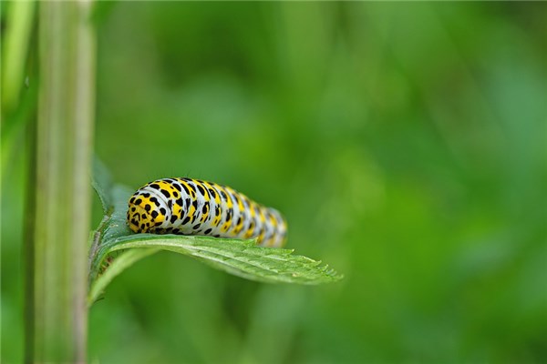 梦见体内有虫子是什么意思（梦见虫子进入自己身体）