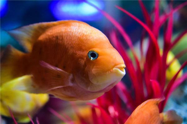 红财神怎么养（红财神鱼怎么养爆头）