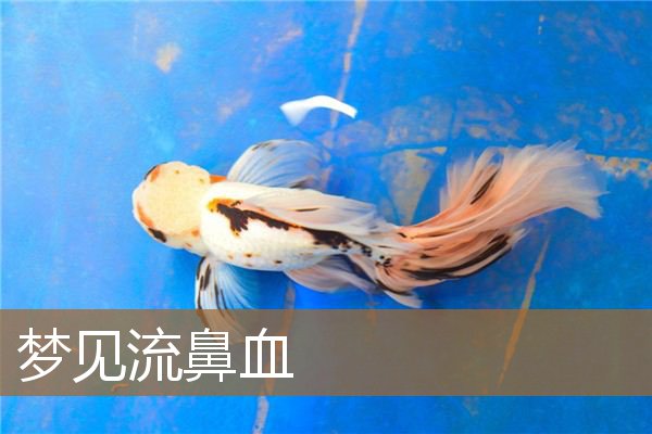 梦见流鼻血是什么意思（梦见流鼻血是发财吗）