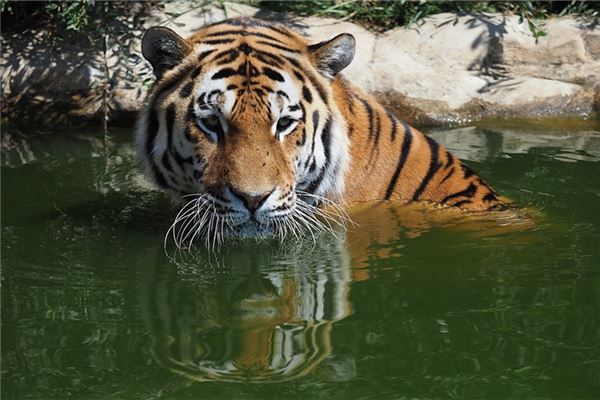 属马的今年多大年龄,属马的今年几岁对照表 属马的今年多大年龄,属马的今年几岁对照表