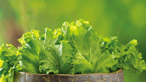 梦见生菜是什么意思,女人梦见生菜是什么预兆 梦见生菜是什么意思,女人梦见生菜是什么预兆