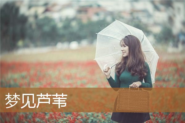 梦见芦苇是什么意思（女人梦见芦苇长得茂盛）
