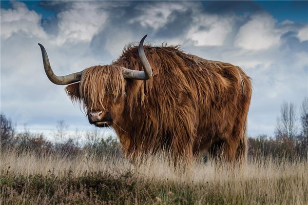 梦见牛顶自己是怎么回事（梦见被黑牛顶是什么预兆）