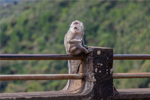 1992年是什么猴、什么命，1992年属猴是金还是水