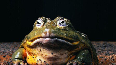 梦见牛蛙是什么意思，梦见好多牛蛙是什么预兆