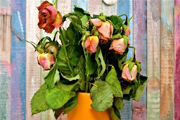 梦见花蔫了什么意思（梦到自己养的花蔫了）